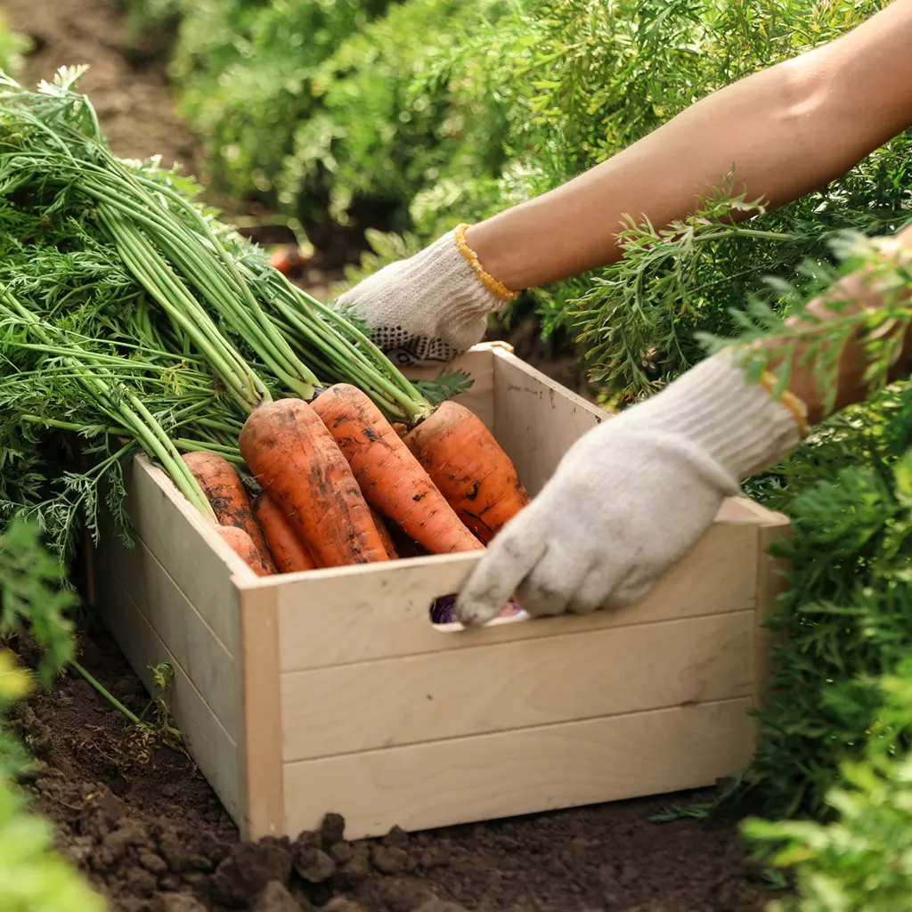 carrot growers
